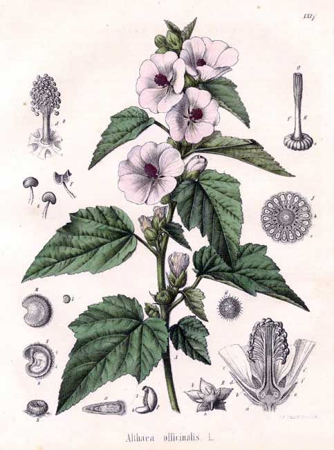 c28d4ffbe934ca3c6bd2bcabeac8522c