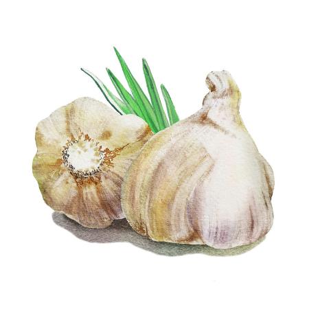 garlic-watercolor-illustration-irina-sztukowski