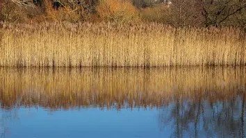 Celtic Tree Month – Reed Moon: October 28 – November 23 – Witches Of ...