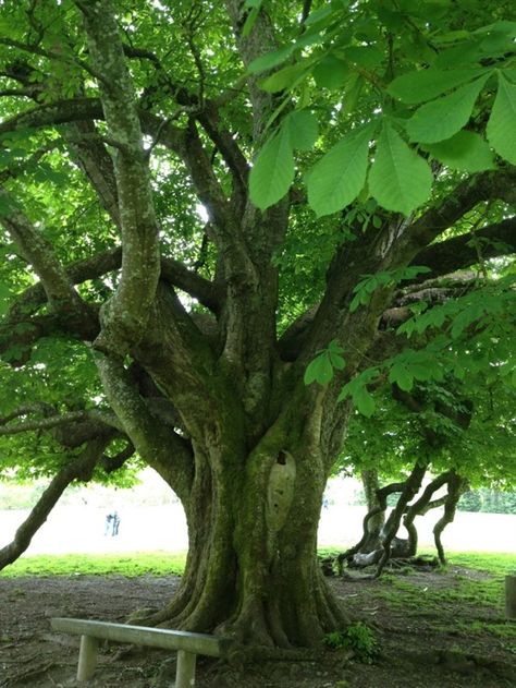 Celtic Tree Calendar – Witches Of The Craft®