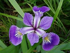 Flower Meaning, Symbolizes, and Spiritual Meaning  Iris  Witches Of The  Craft