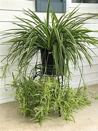 Flower Meaning, Symbolizes, and Spiritual Meaning  Spider Plant  Witches  Of The Craft